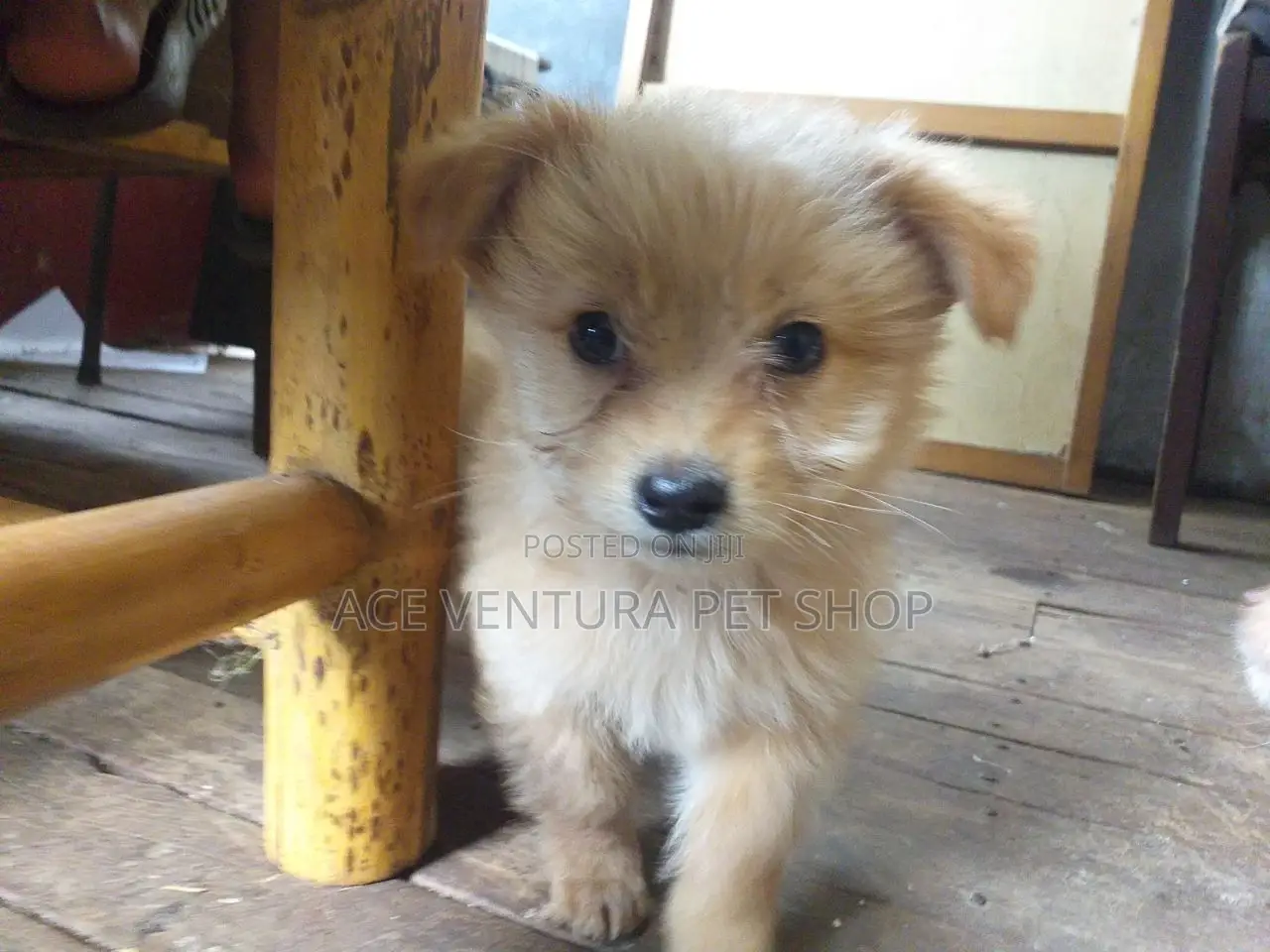 1-3 months Male Purebred Maltese