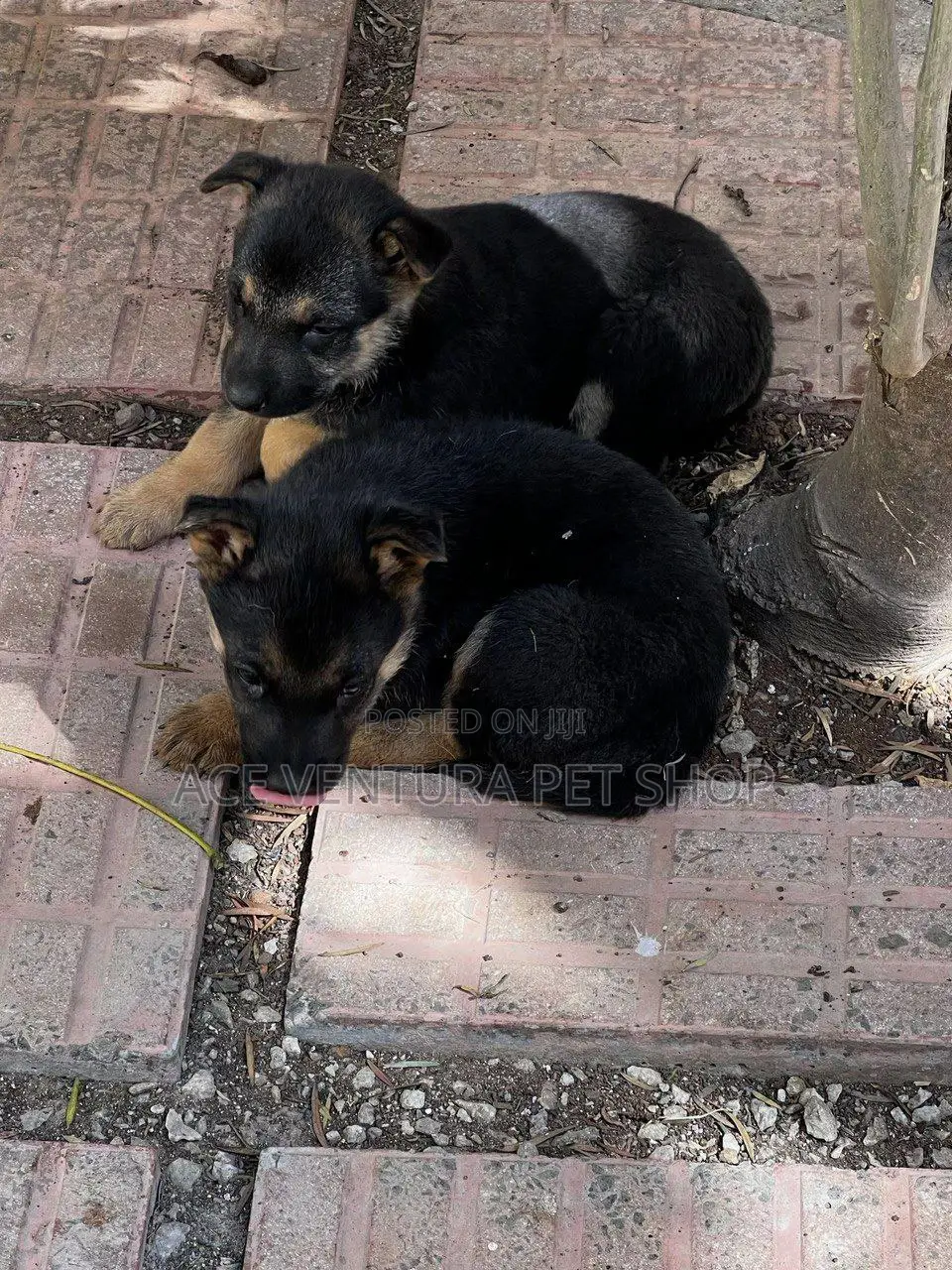 1-3 months Male Purebred German Shepherd