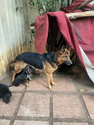 1-3 months Male Purebred German Shepherd
