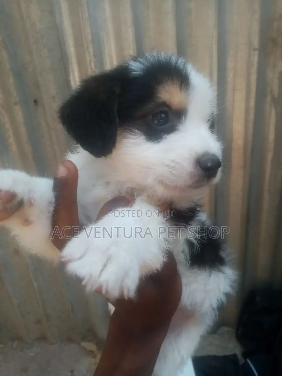 1-3 months Male Purebred Maltese