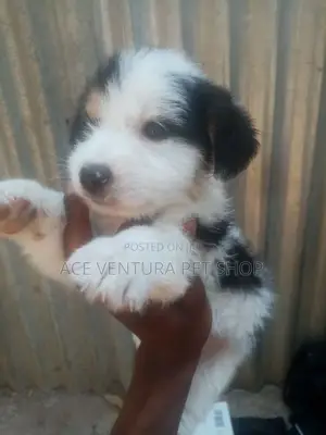 1-3 months Male Purebred Maltese