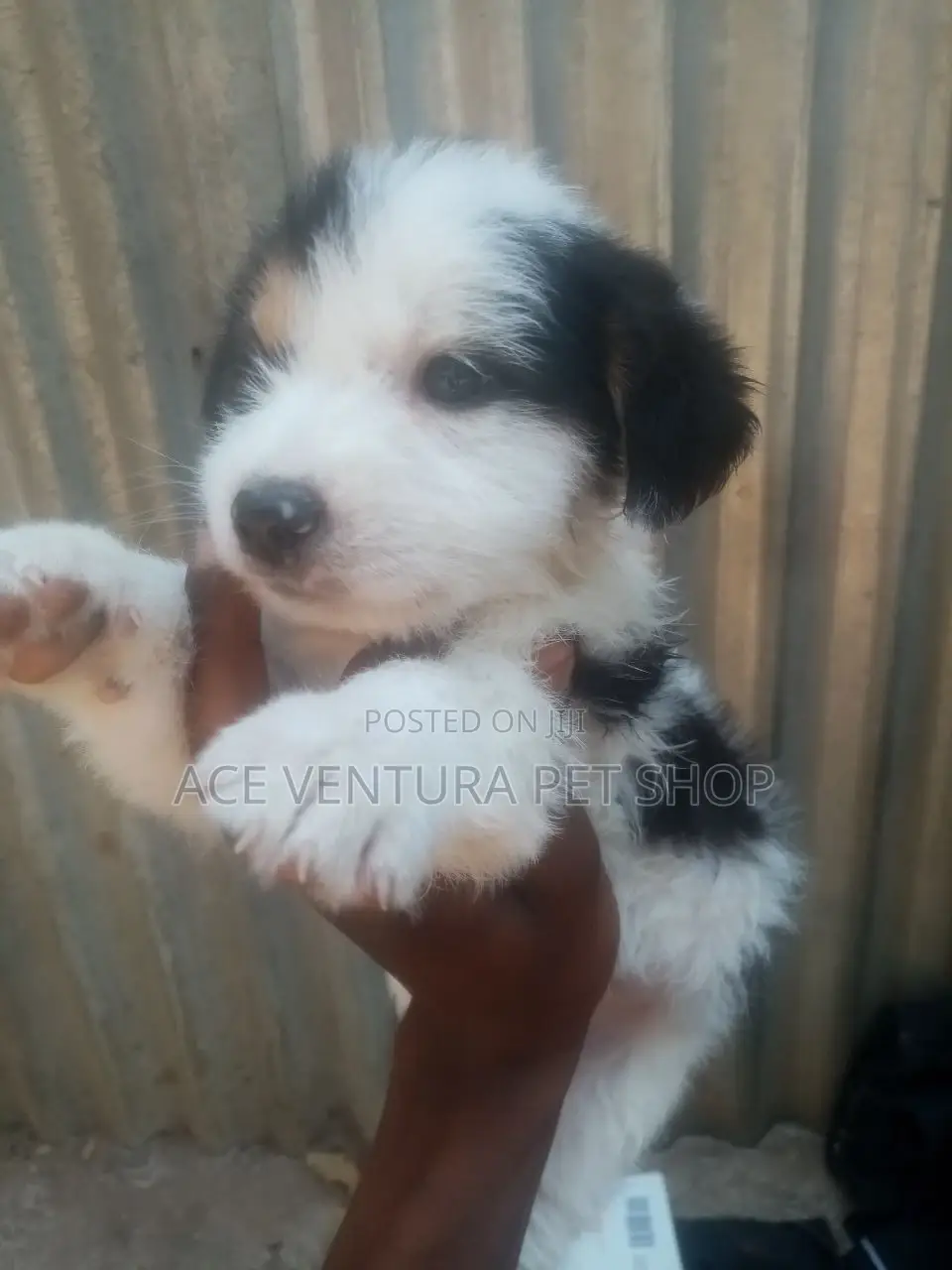 1-3 months Male Purebred Maltese