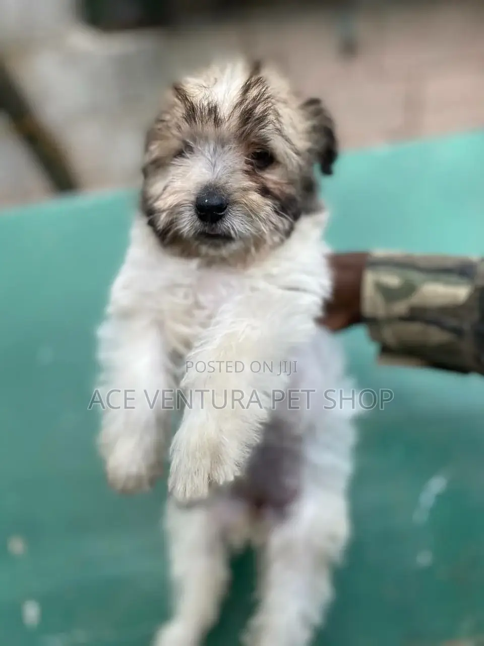 1-3 months Female Purebred Maltese