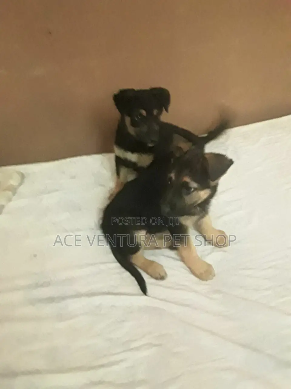 1-3 months Male Purebred German Shepherd