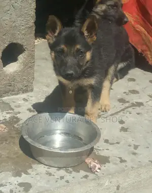 Photo - 1-3 months Male Purebred German Shepherd
