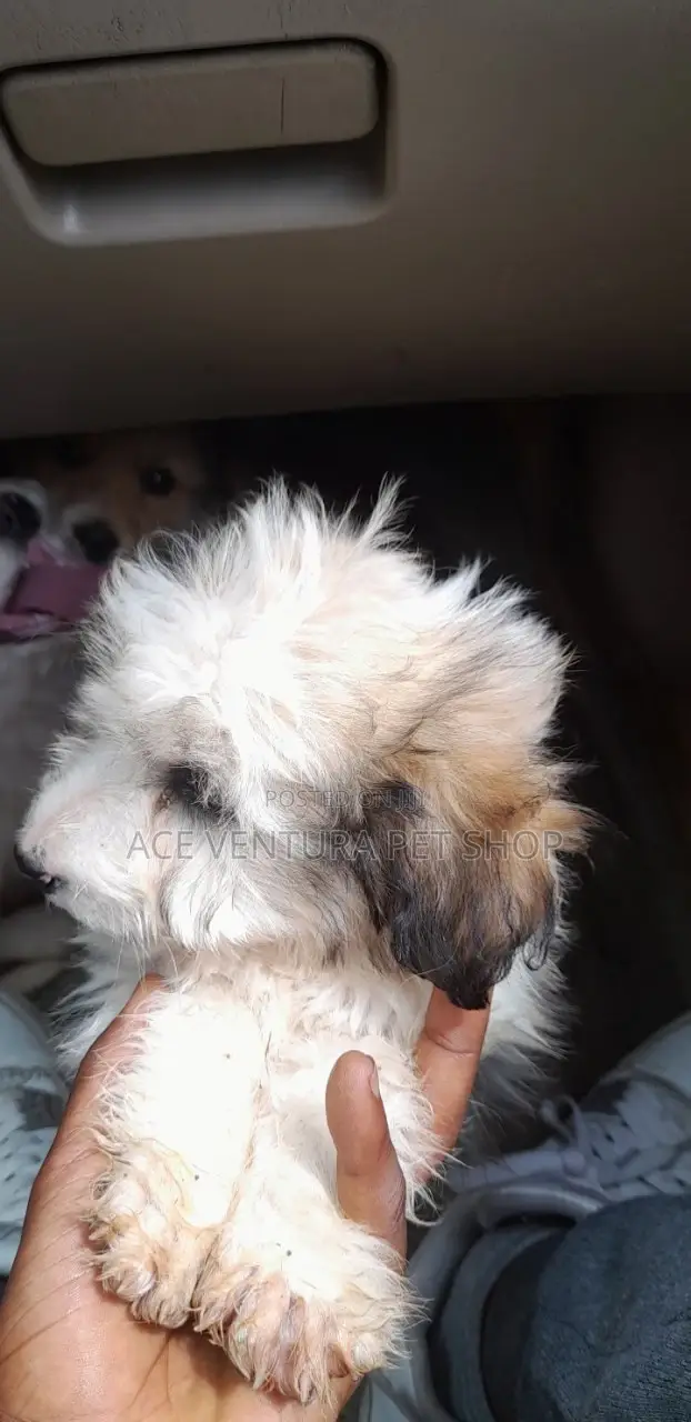 1-3 months Male Purebred Maltese