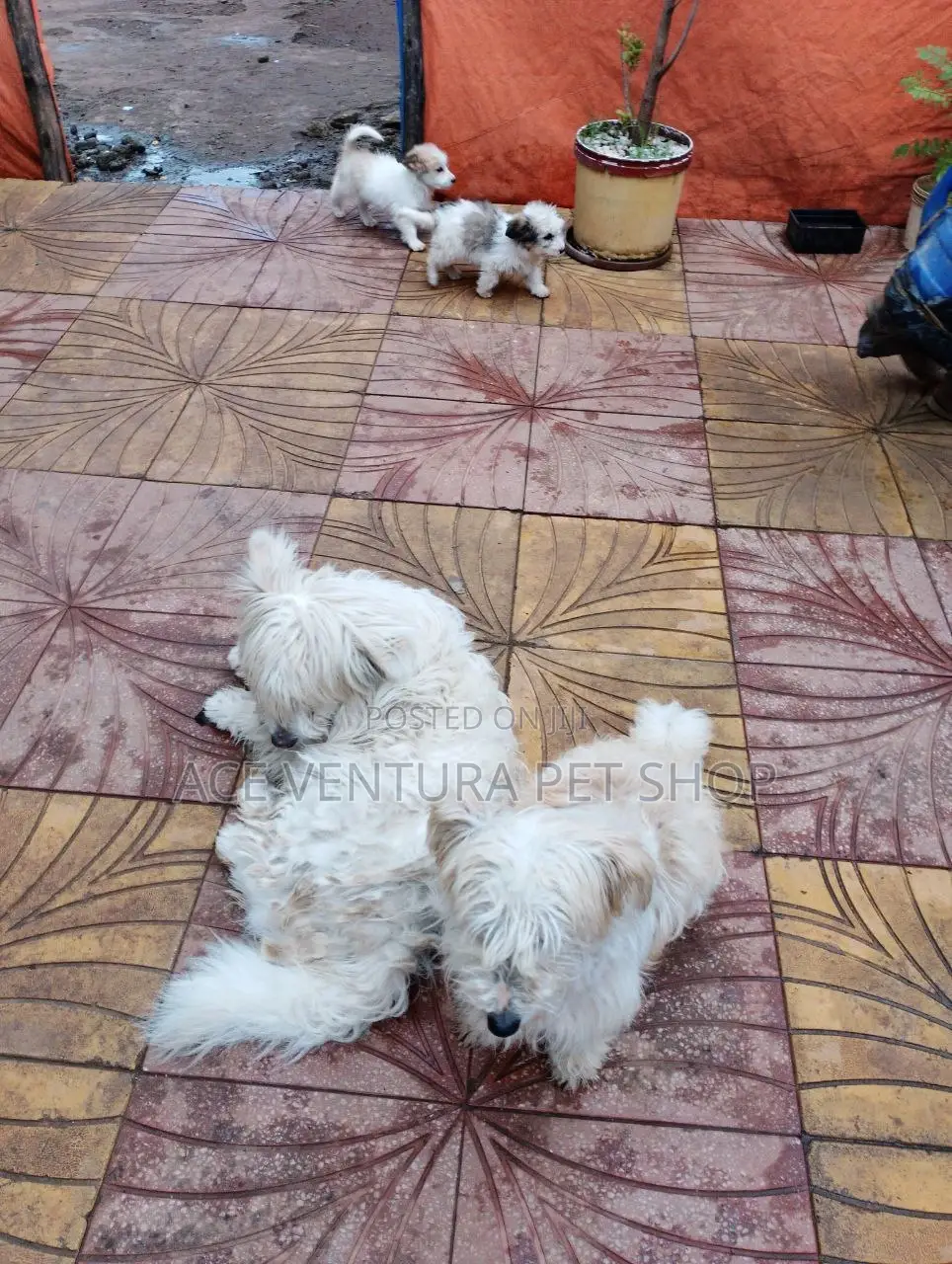 1-3 months Male Purebred Maltese