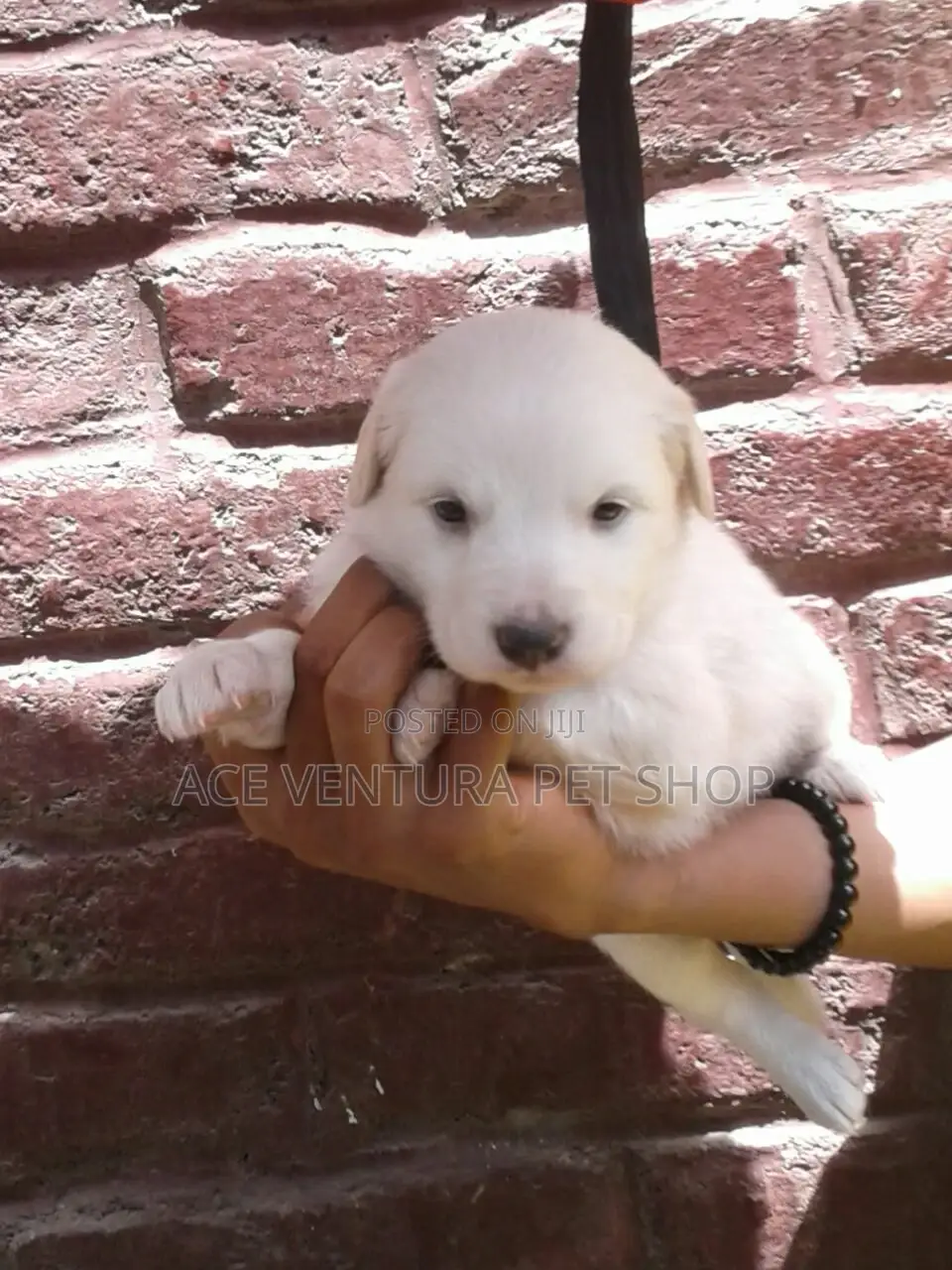 1-3 months Male Purebred Maltese