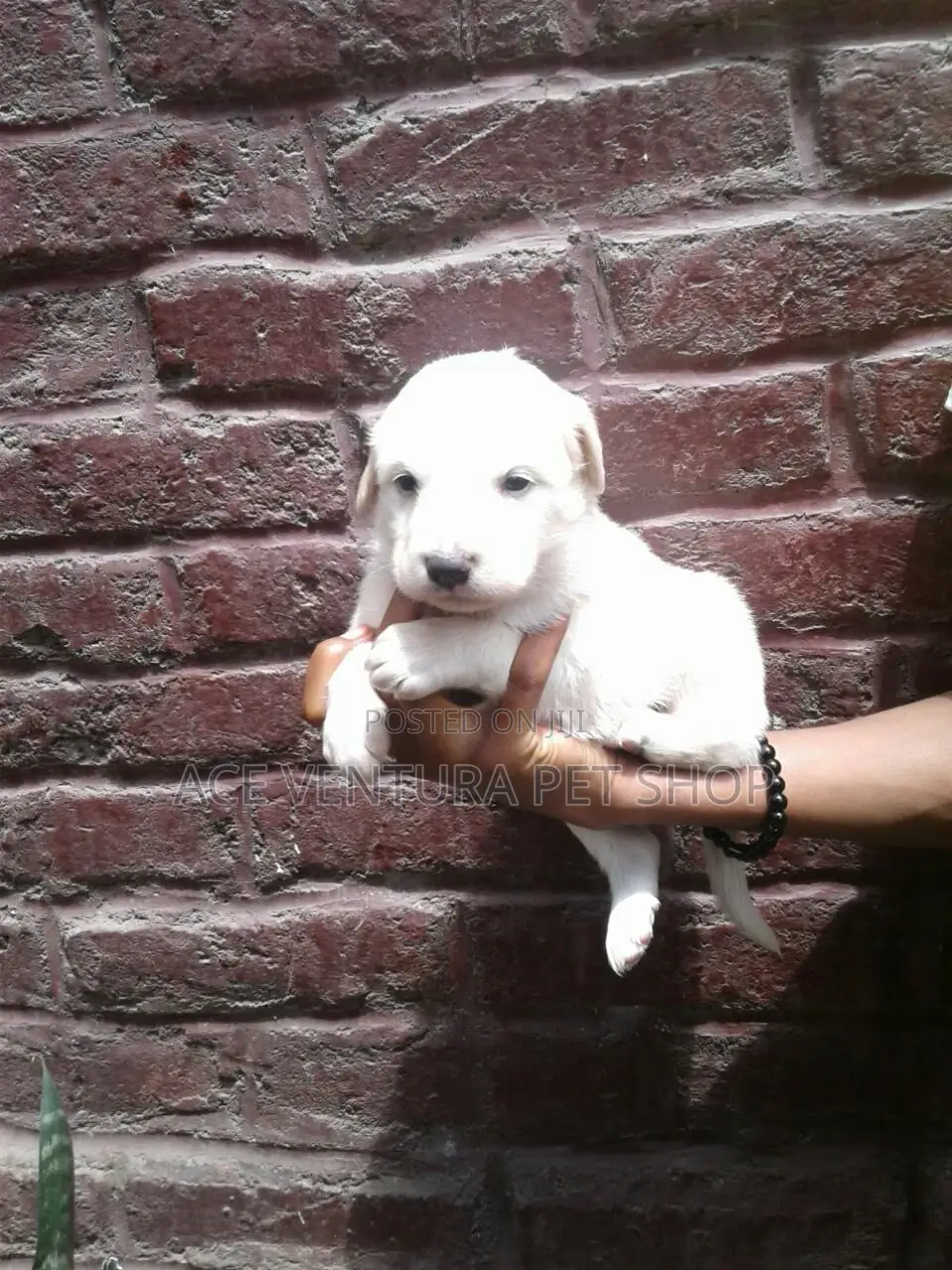 1-3 months Male Purebred Maltese