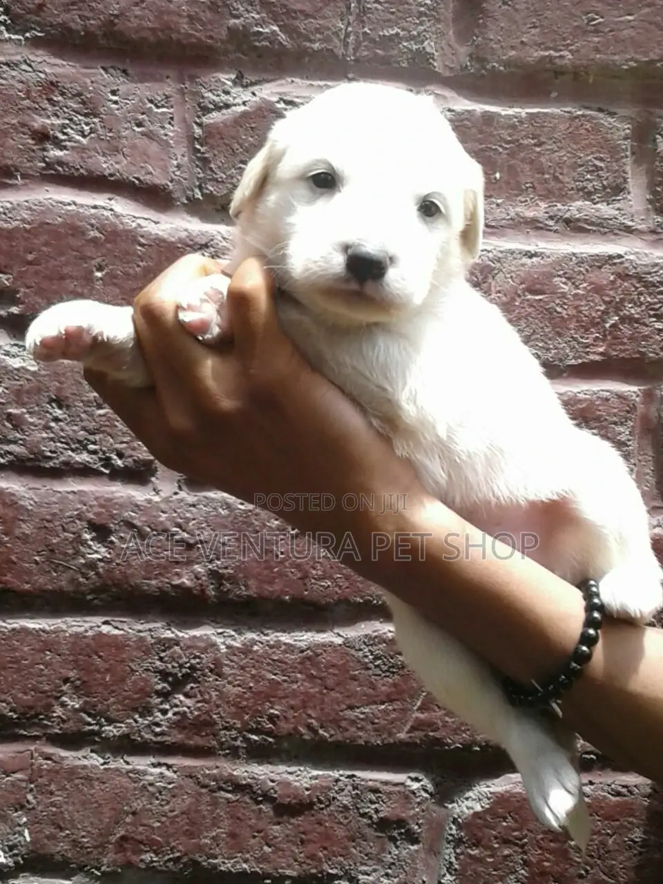 1-3 months Male Purebred Maltese