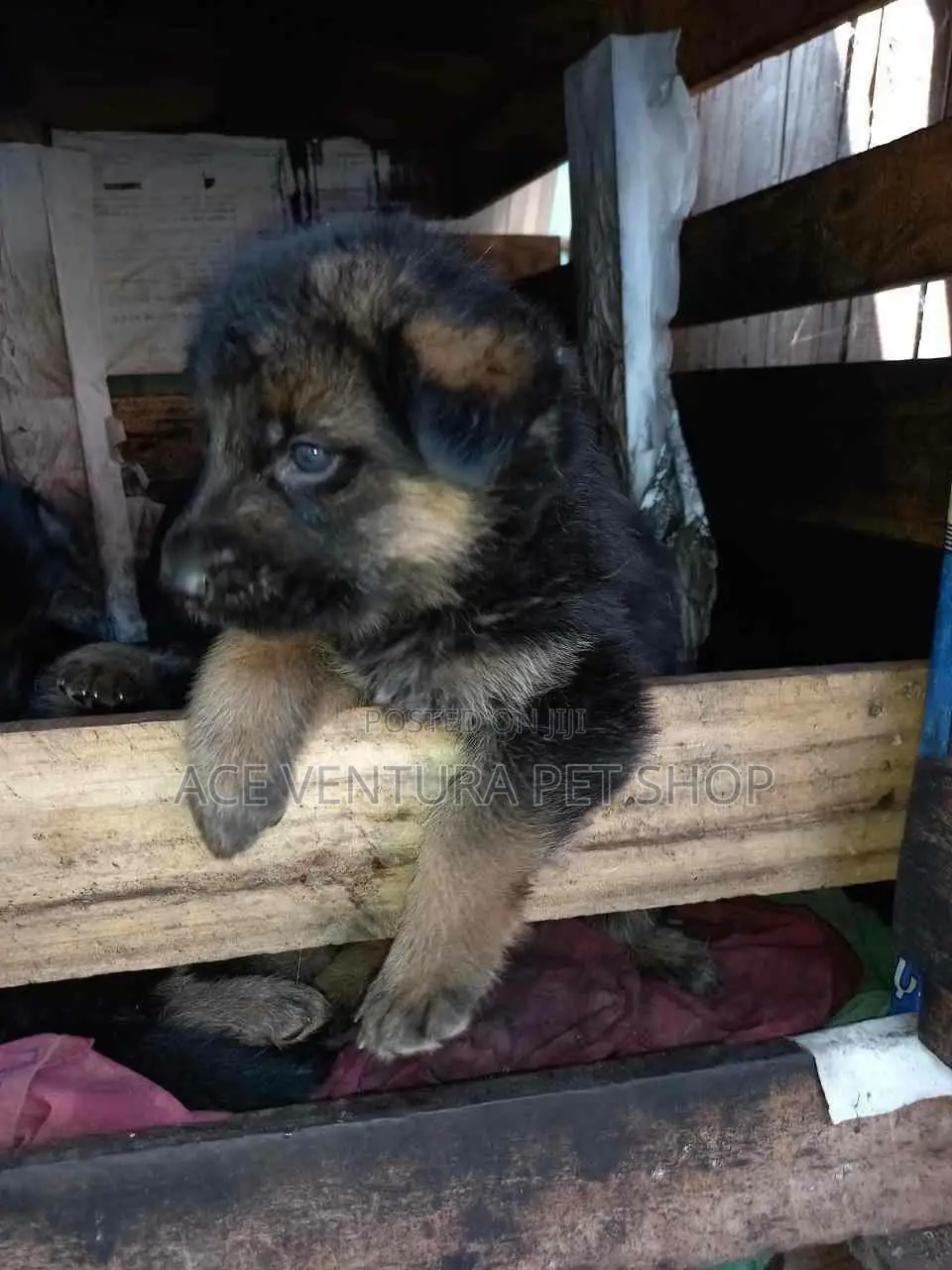 1-3 months Male Purebred German Shepherd