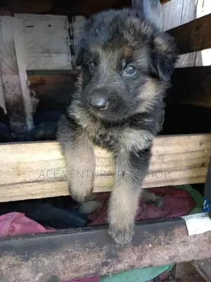 1-3 months Male Purebred German Shepherd