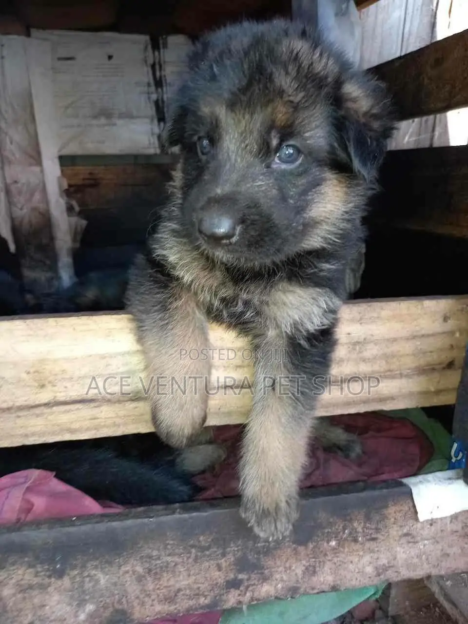1-3 months Male Purebred German Shepherd