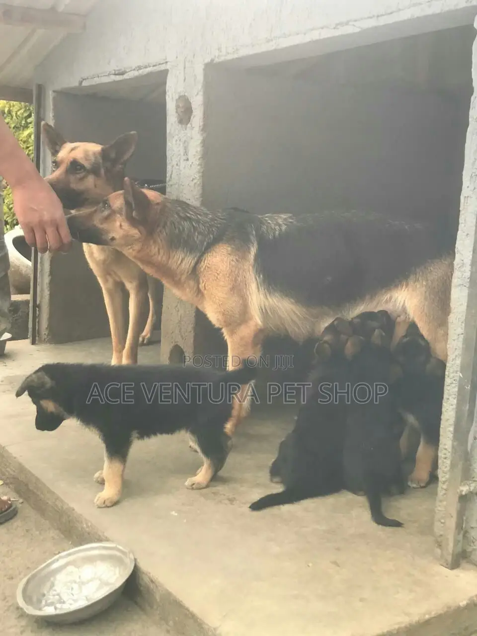 1-3 months Male Purebred German Shepherd