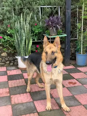 1-3 months Male Purebred German Shepherd