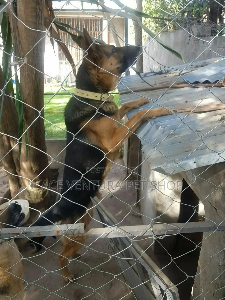 1-3 months Male Purebred German Shepherd