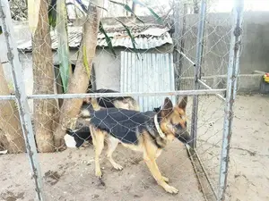 1-3 months Male Purebred German Shepherd