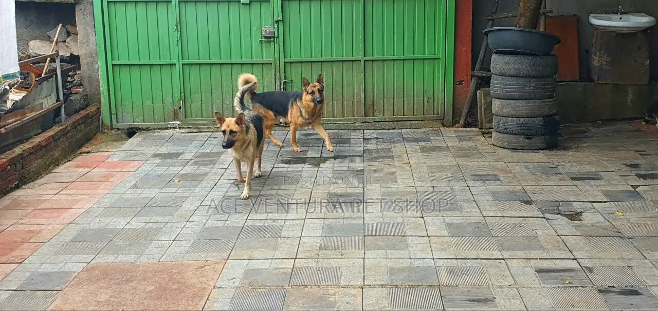 1-3 months Male Purebred German Shepherd