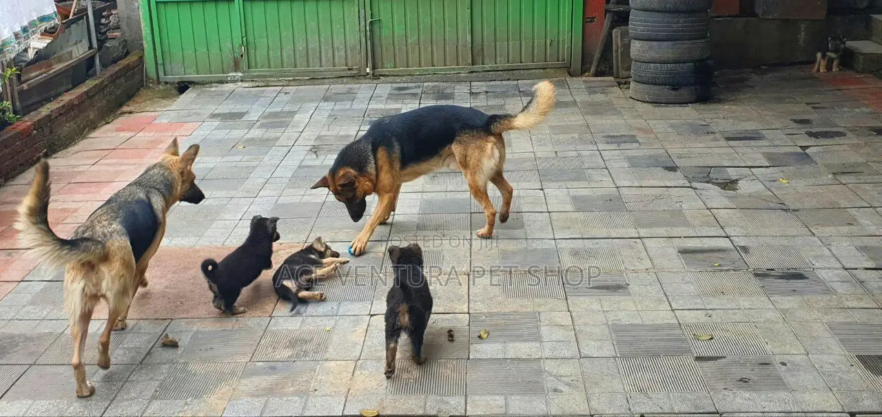 1-3 months Male Purebred German Shepherd