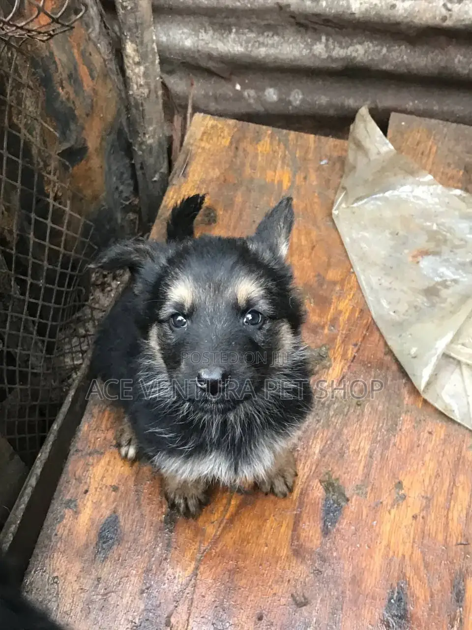 1-3 months Male Purebred German Shepherd
