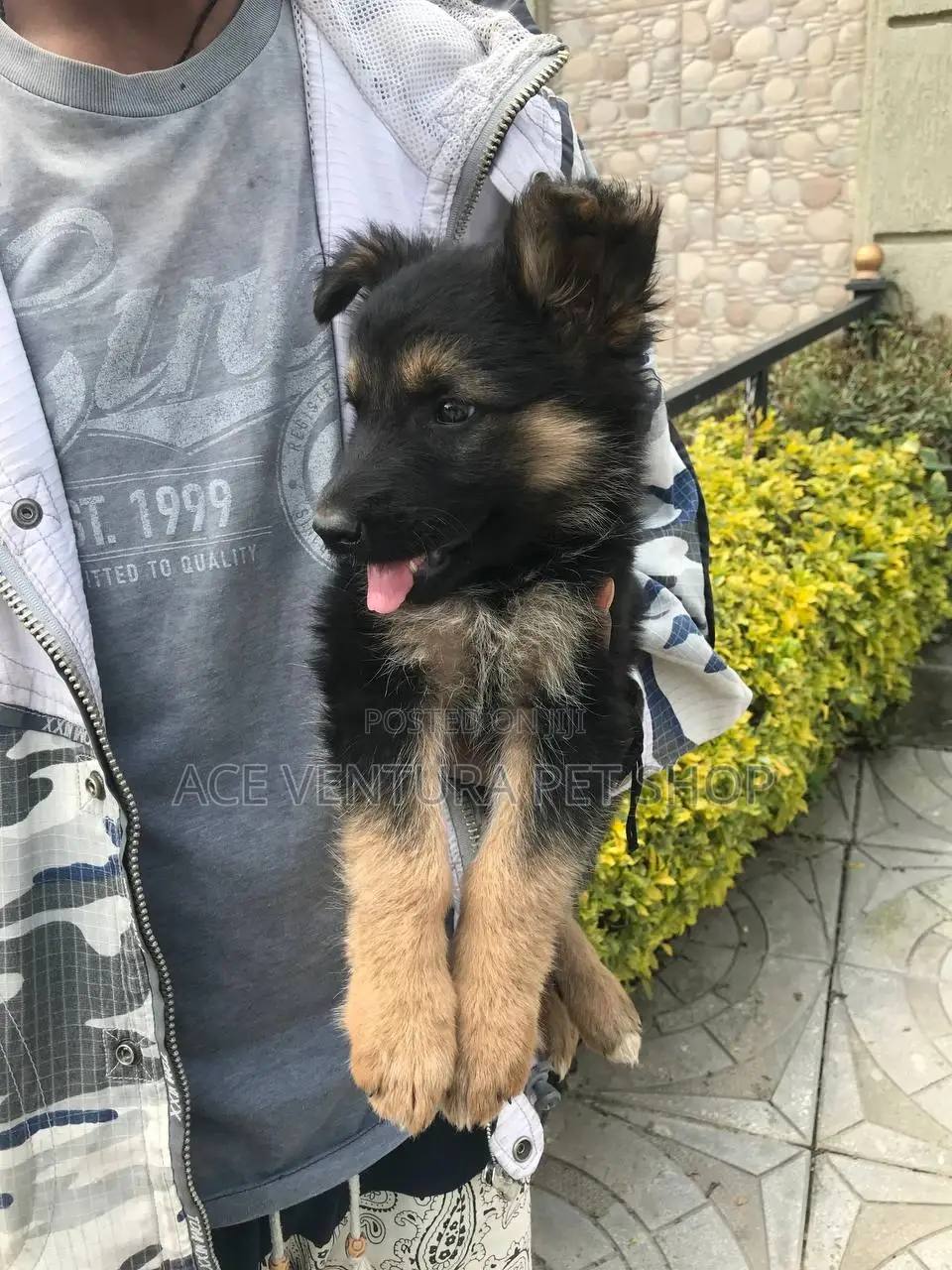 1-3 months Male Purebred German Shepherd