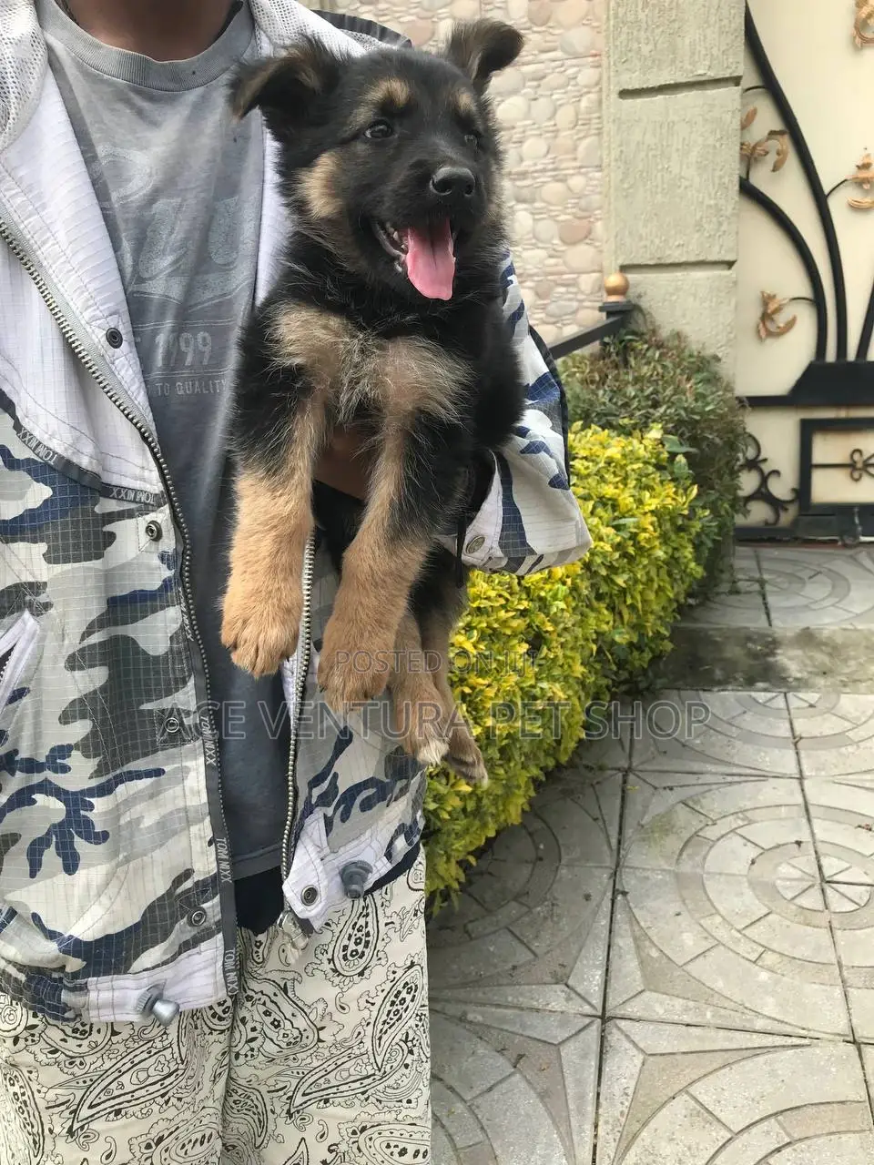 1-3 months Male Purebred German Shepherd
