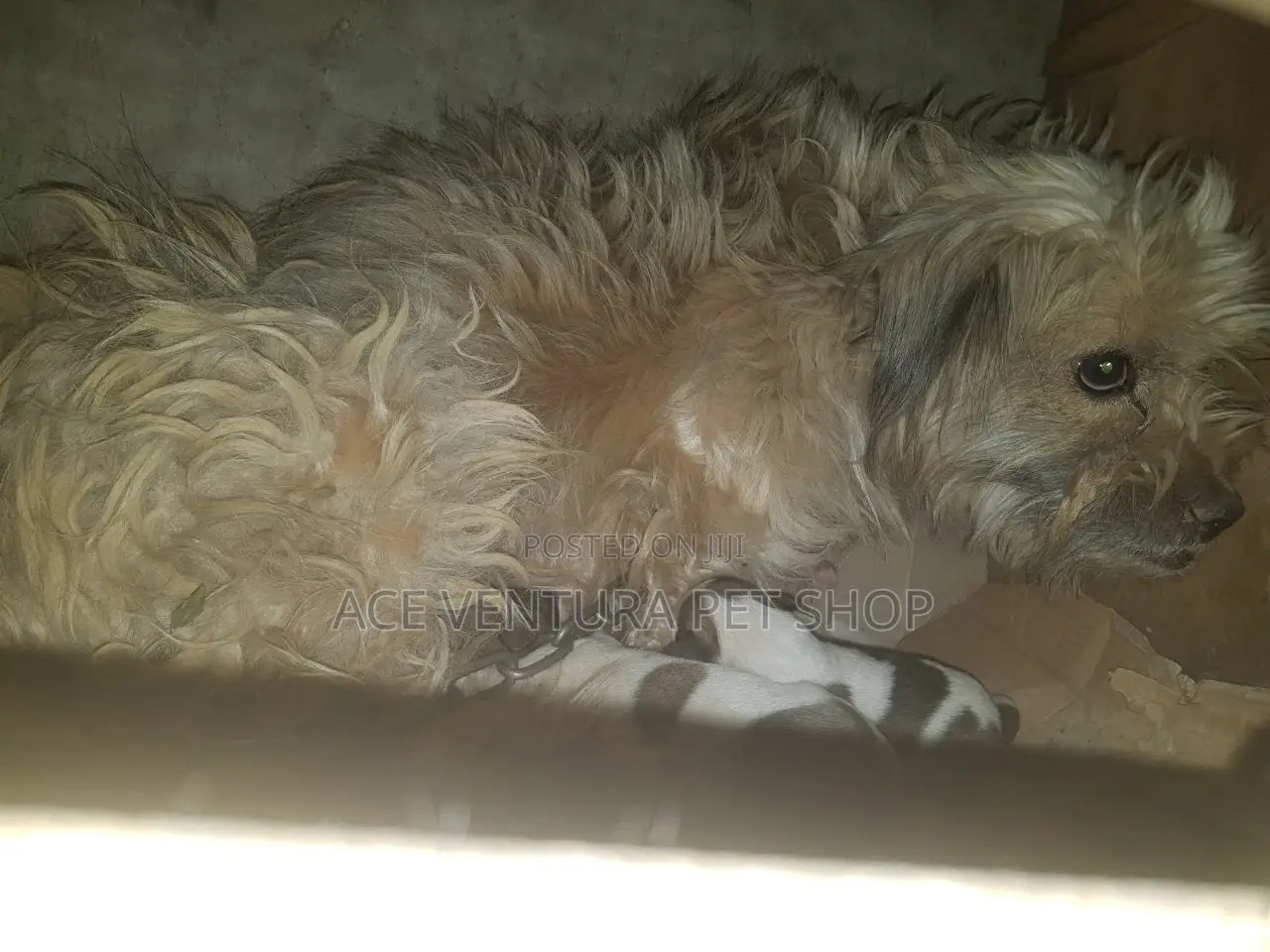 1-3 months Male Purebred Maltese