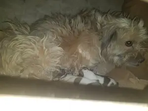 Photo - 1-3 months Male Purebred Maltese