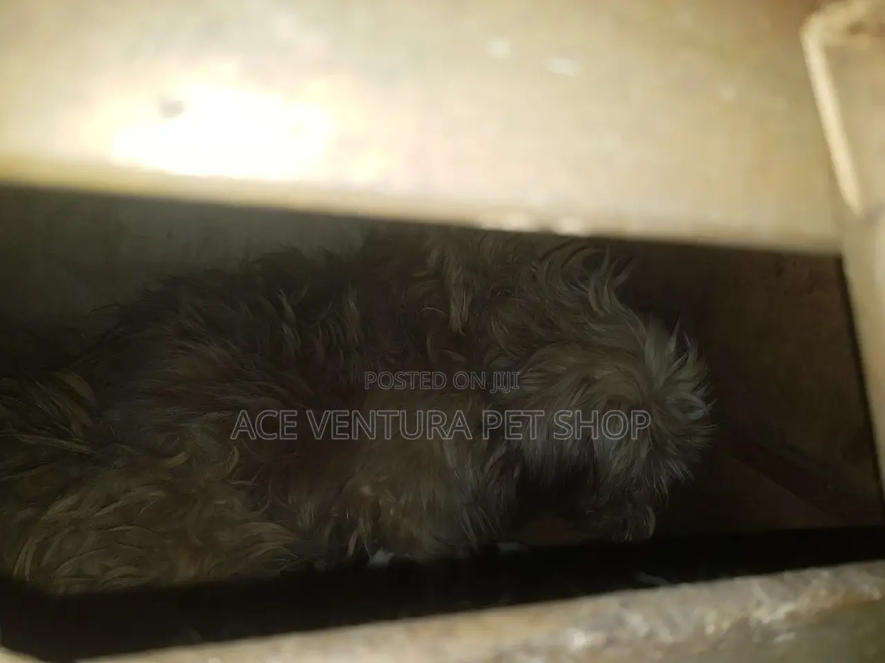 1-3 months Male Purebred Maltese