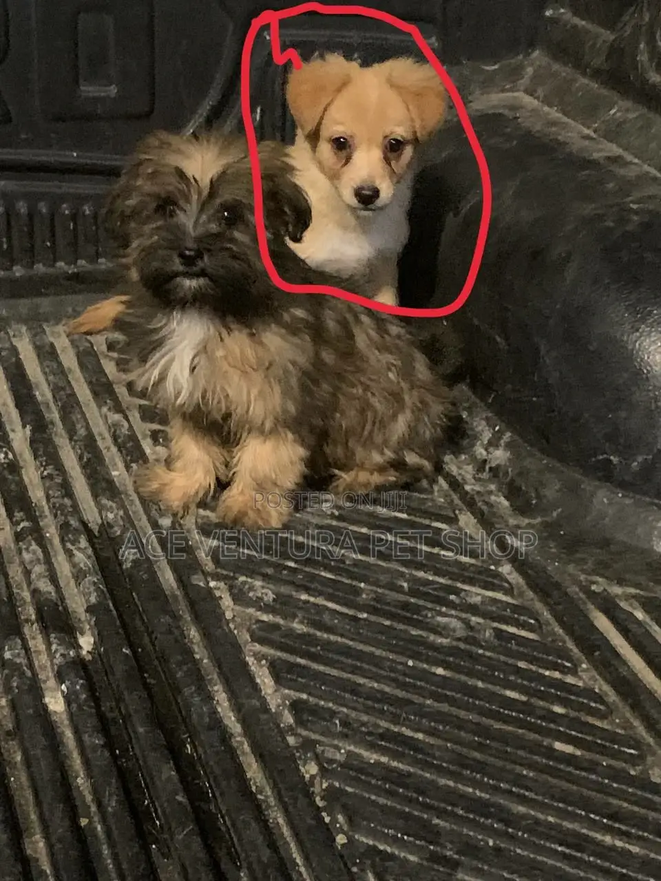 1-3 months Female Purebred Maltese