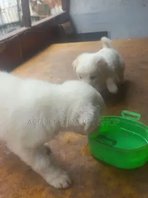 Photo - 1-3 months Male Purebred Maltese