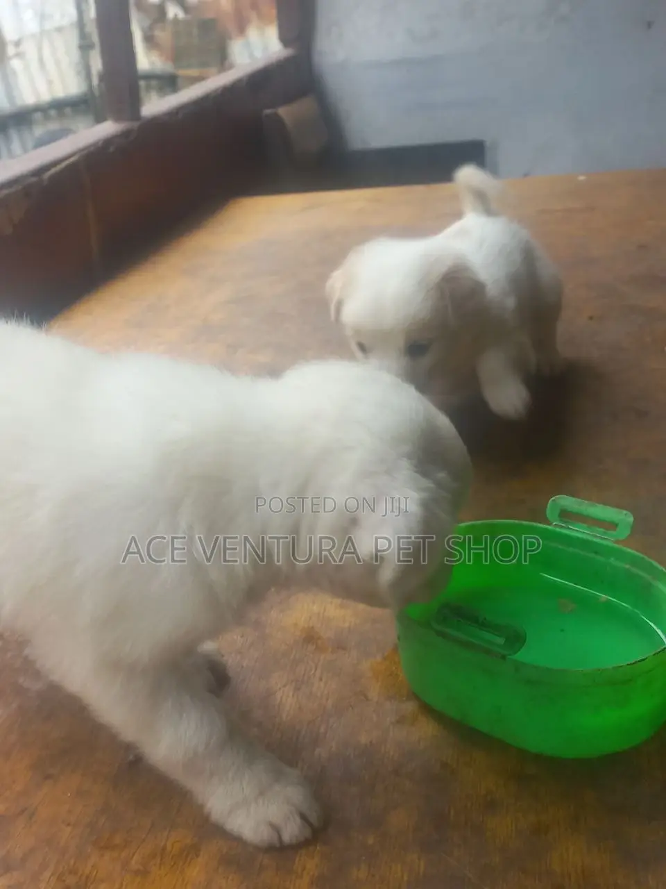 1-3 months Male Purebred Maltese