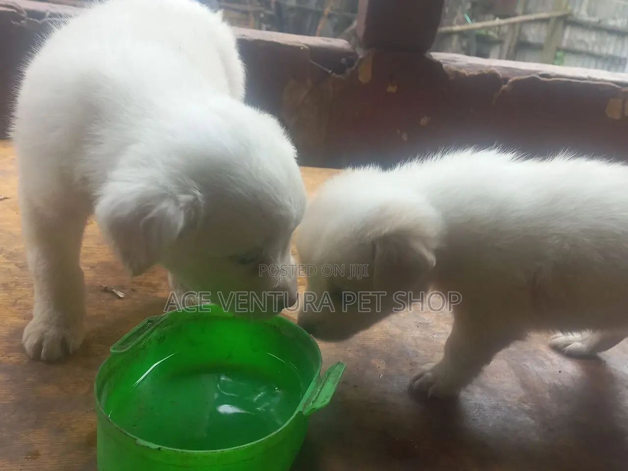 1-3 months Male Purebred Maltese