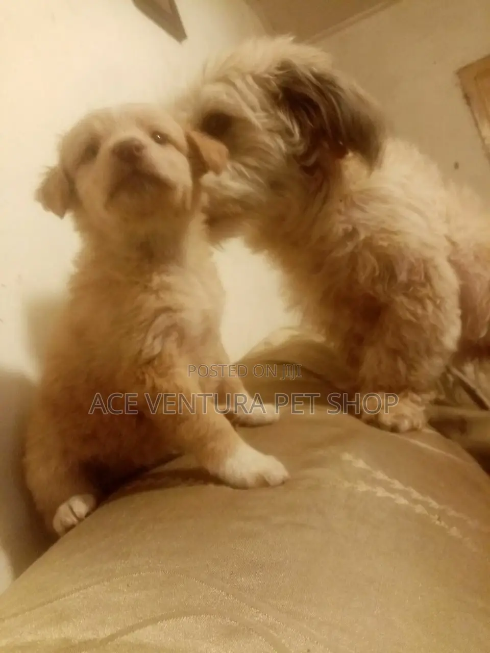 1-3 months Male Purebred Maltese