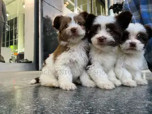 Photo - 1-3 months Male Purebred Shih Tzu