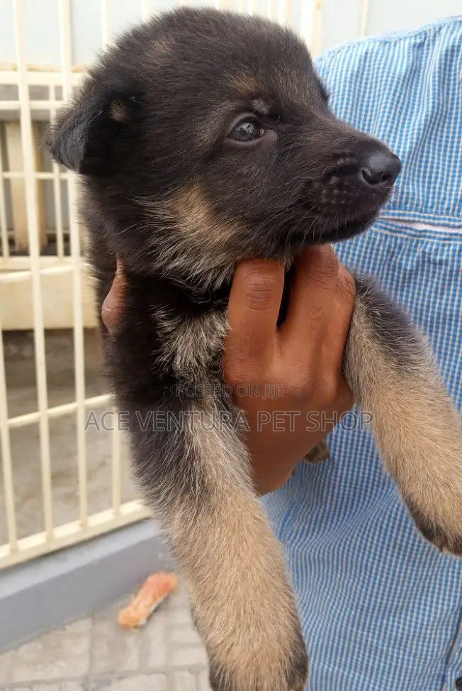 1-3 months Male Purebred German Shepherd
