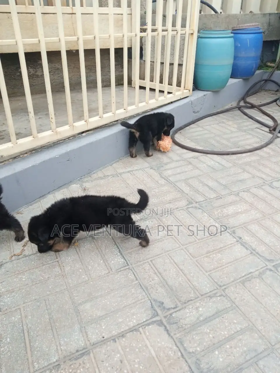 1-3 months Male Purebred German Shepherd