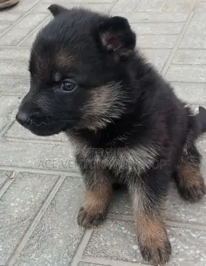 1-3 months Male Purebred German Shepherd