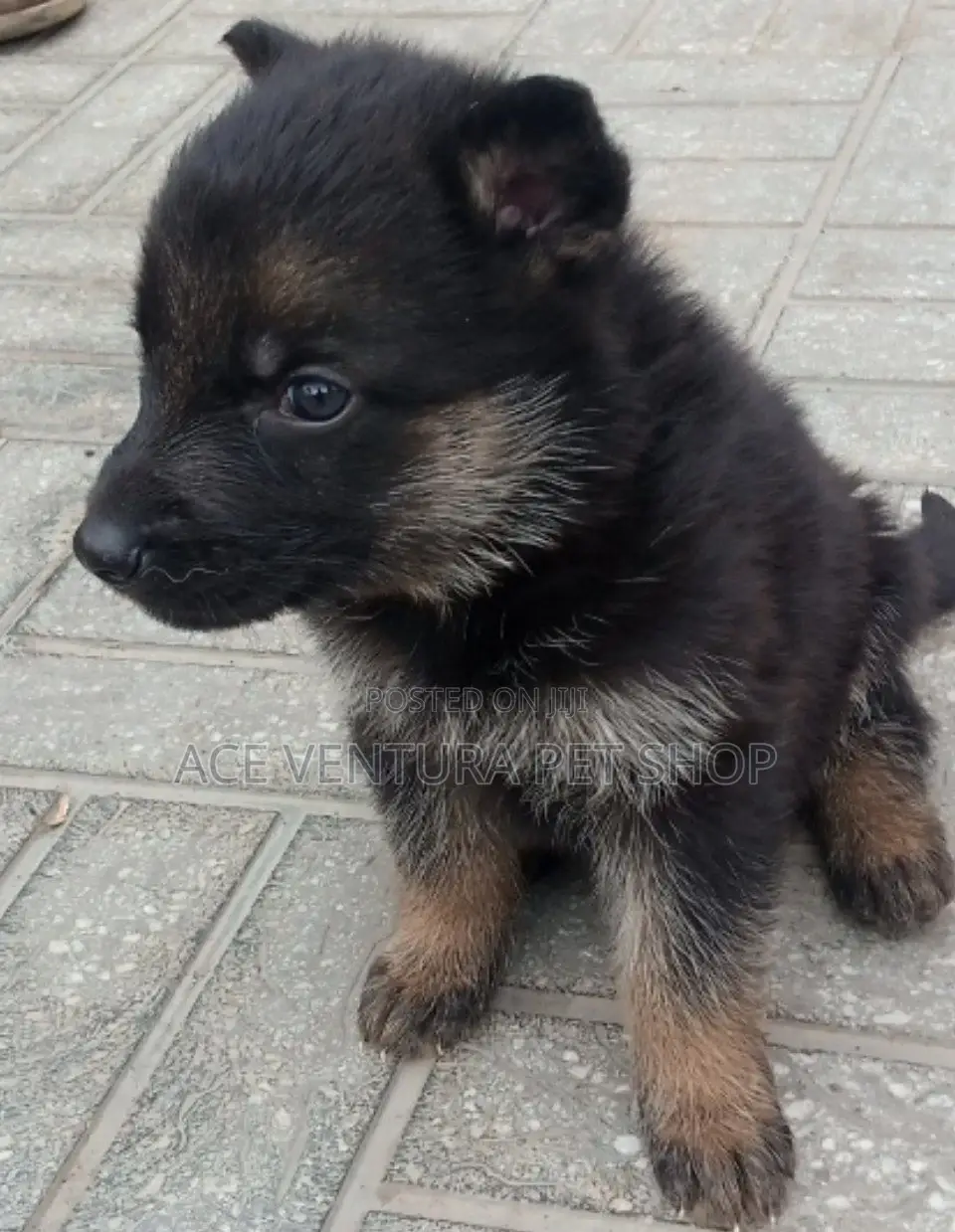 1-3 months Male Purebred German Shepherd