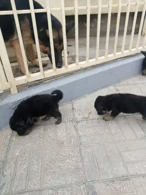 1-3 months Male Purebred German Shepherd