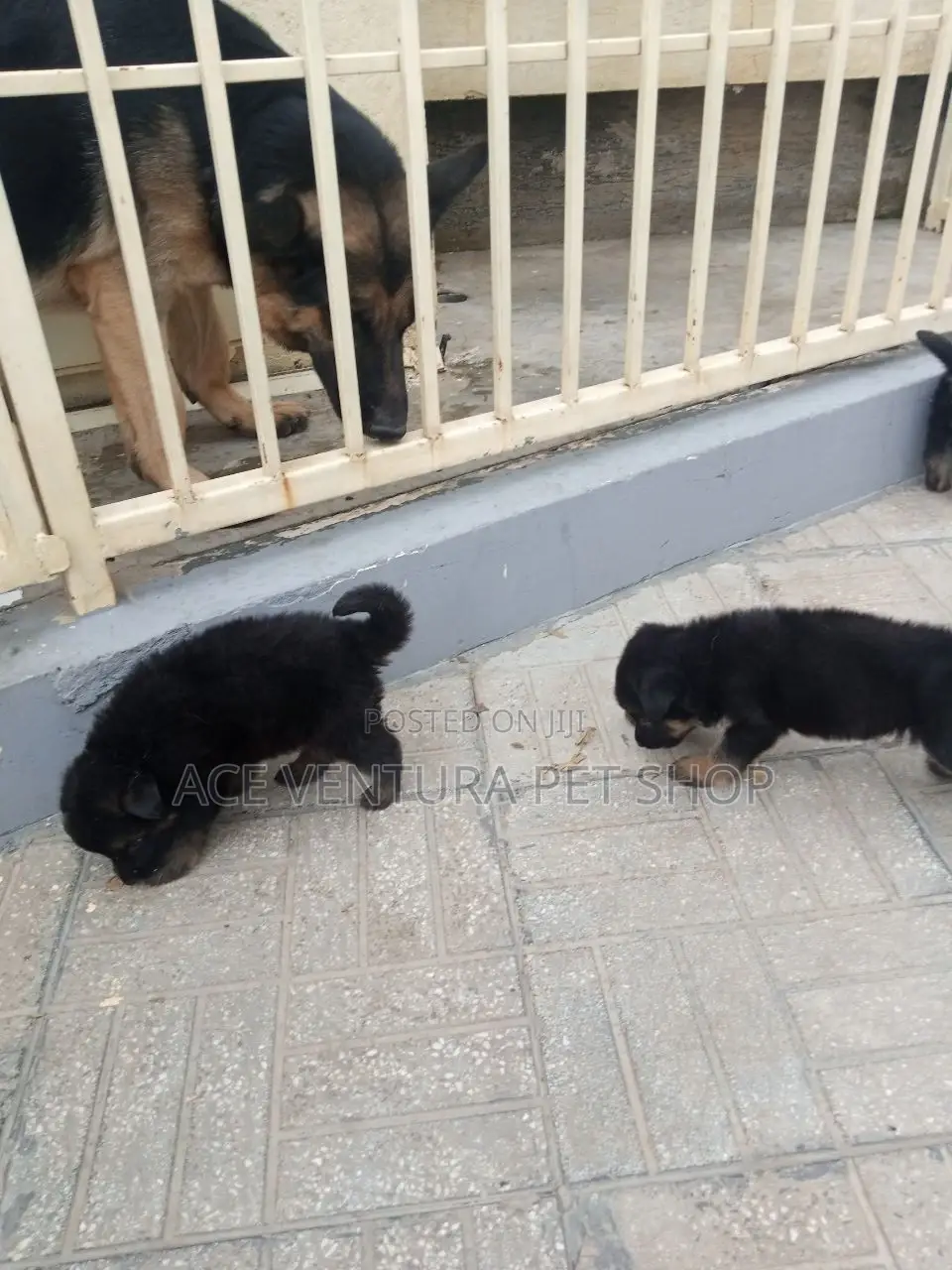 1-3 months Male Purebred German Shepherd