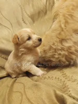 Photo - 1-3 months Male Purebred Maltese