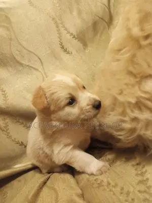 1-3 months Male Purebred Maltese