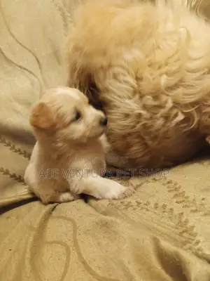 1-3 months Male Purebred Maltese