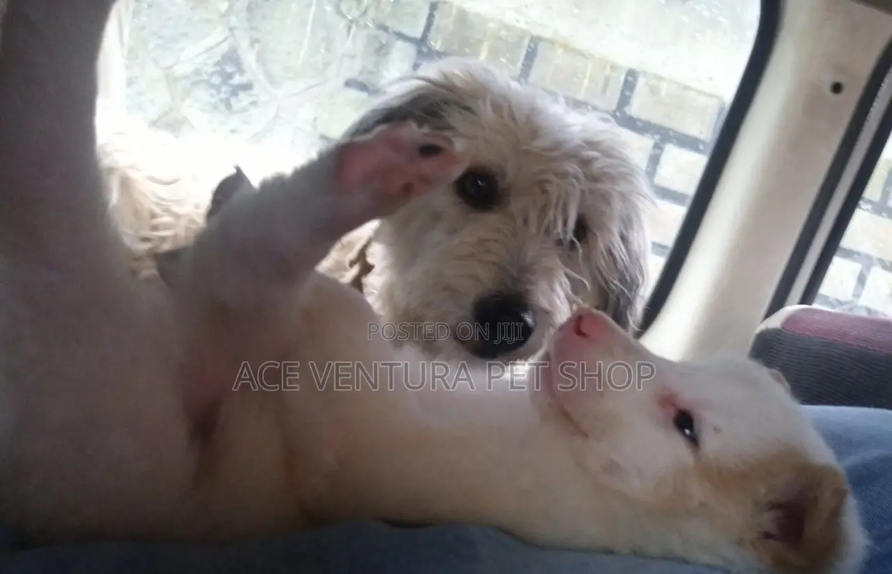 1-3 months Male Purebred Maltese