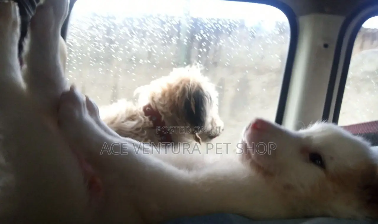 1-3 months Male Purebred Maltese