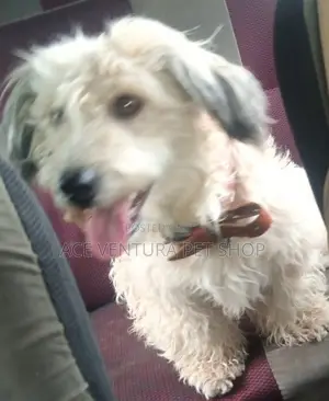 1-3 months Male Purebred Maltese