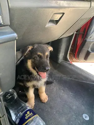 Photo - 1-3 months Male Purebred German Shepherd