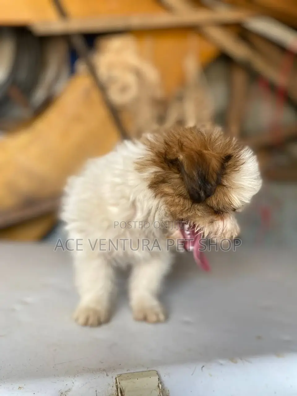 1-3 months Male Purebred Maltese