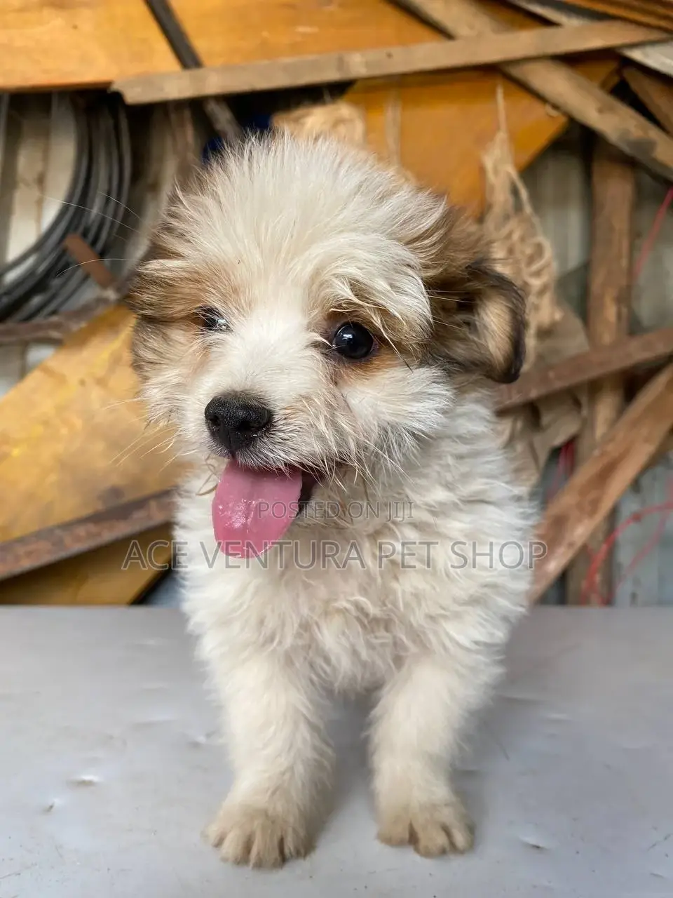 1-3 months Male Purebred Maltese